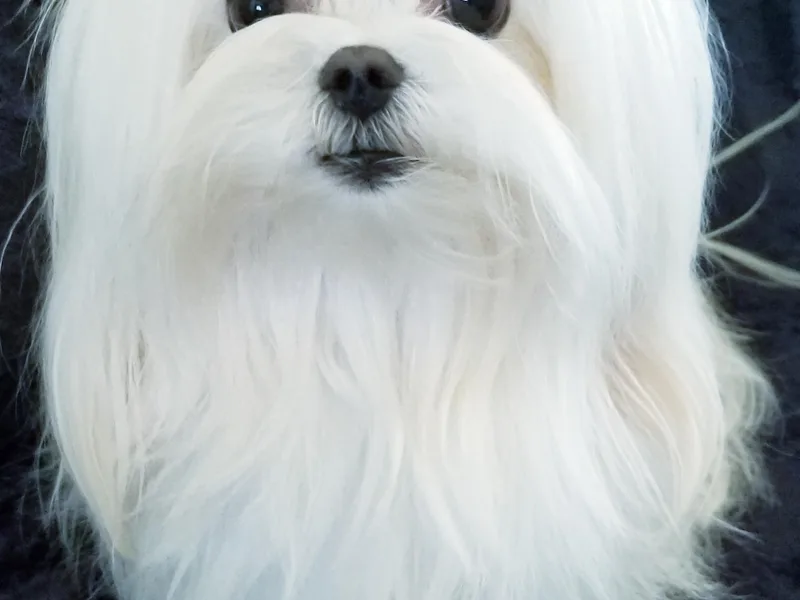 Emerald Maltese