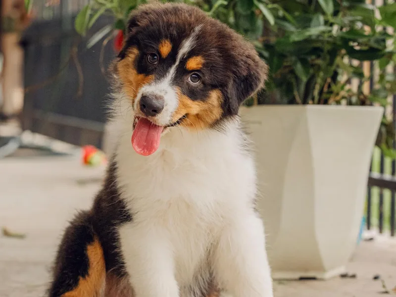 Emerald Mists Australian Shepherds