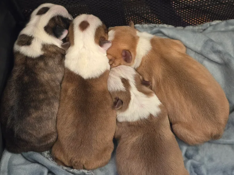 Emerald Moon Bostons