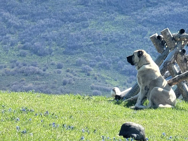 Emerald Mtn Ranch LLC