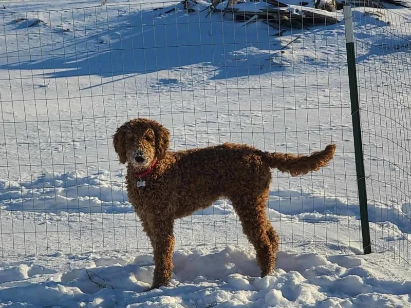 Emerald Oak Acres &amp; Doodles