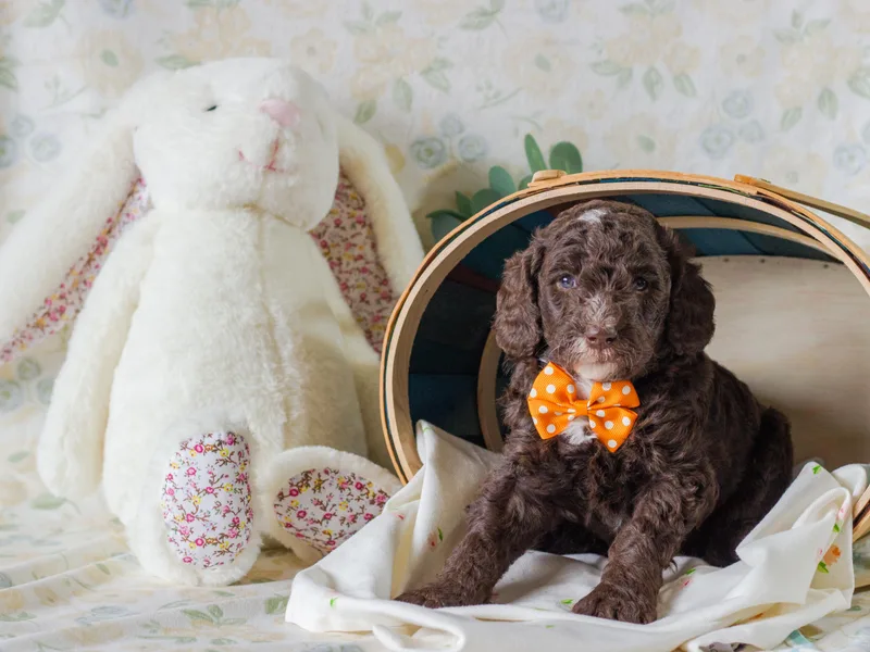 Emerald Pines Standard Poodles