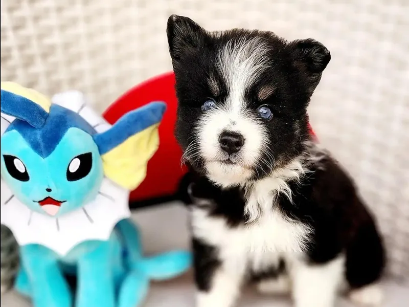 Emerald Skies Pomskies