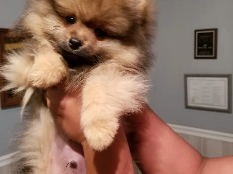 Emerald Valley Shelties and Pomeranians