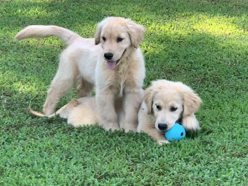 Emerson Retrievers photo 1