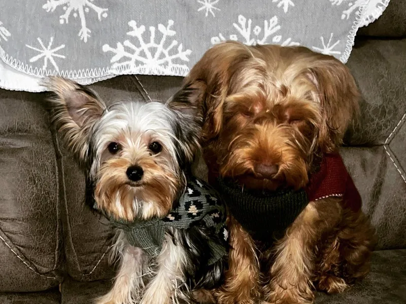Emerson Yorkies