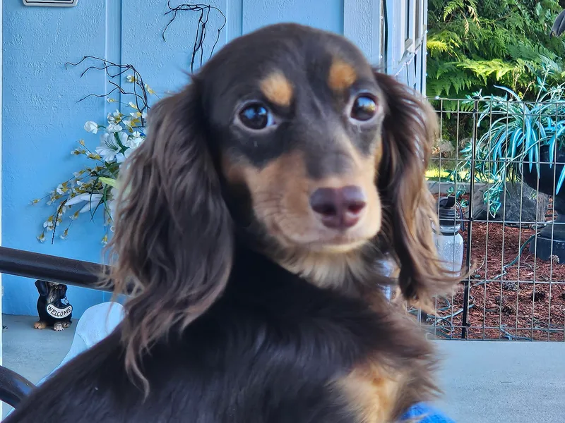 Emery's Dachshundville
