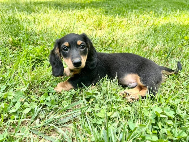 Emily’s Dachshund Puppies