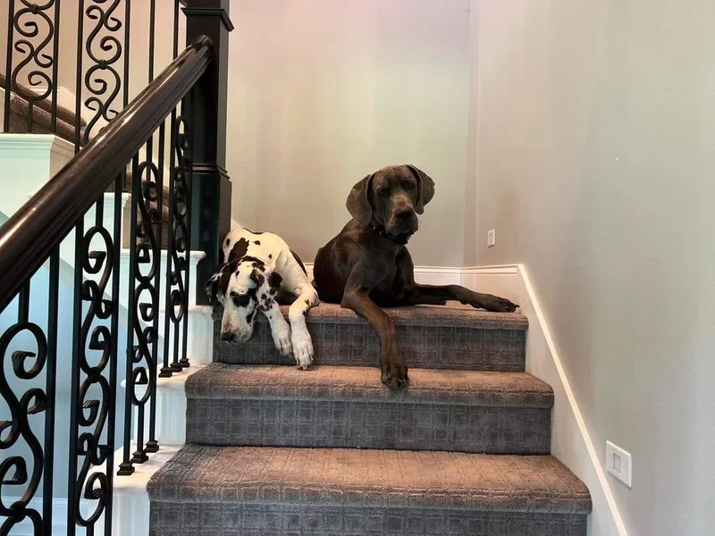 Emily's Great Danes