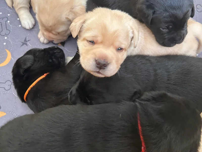 Emily's Labrador Retrievers