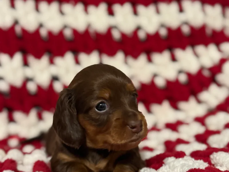 Emily’s Mini Dachshunds