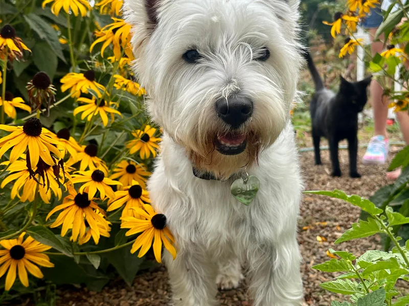 Emily's West Highland White Terriers