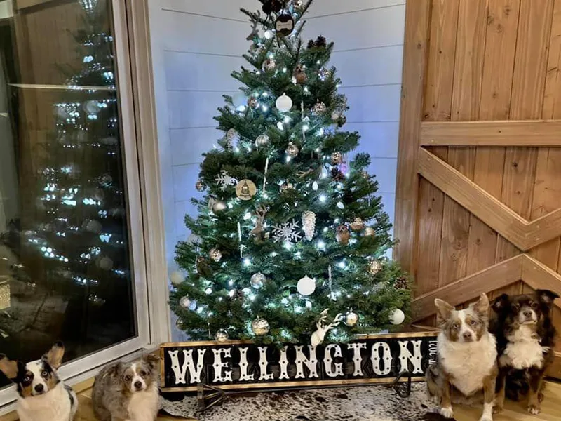 Emily Wellington's American Corgis