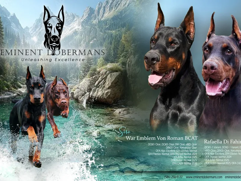 Eminent Dobermans