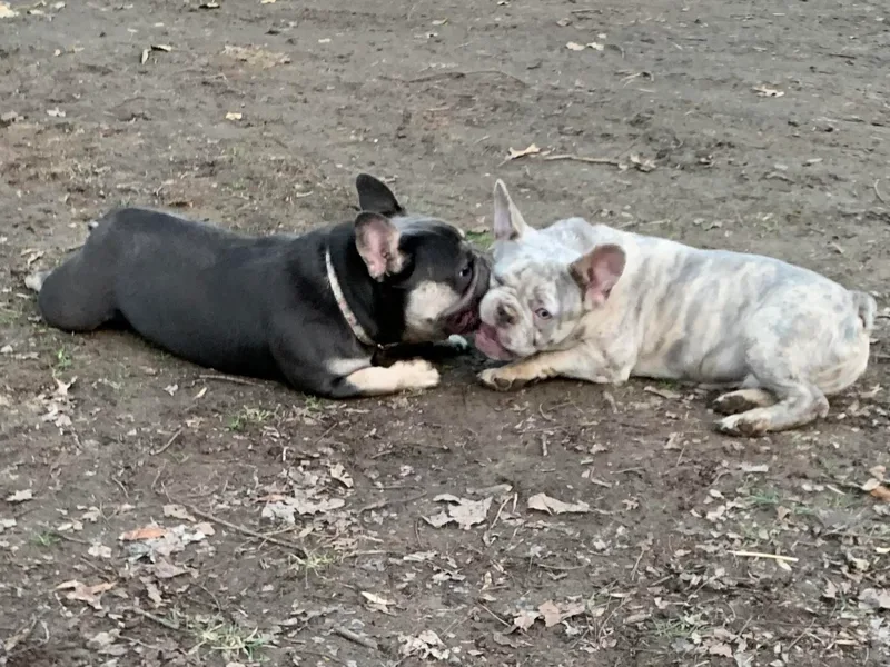 Eminent Frenchies