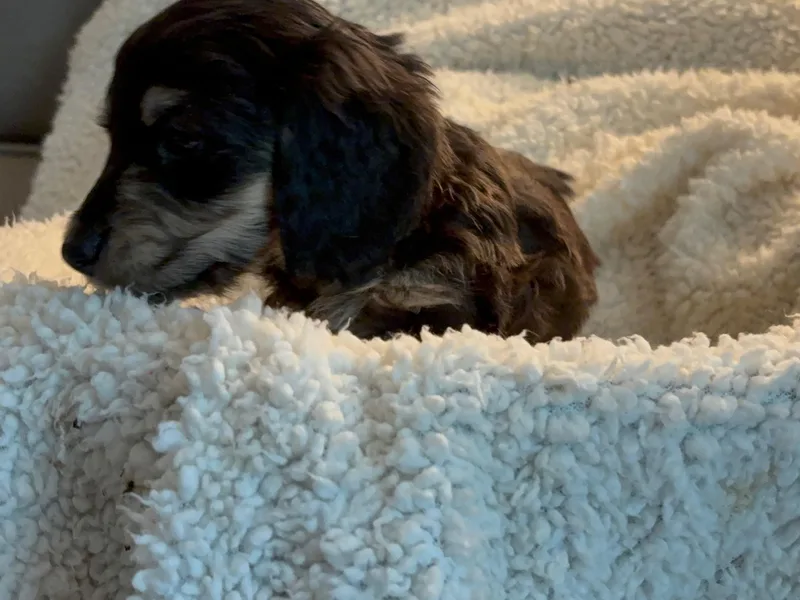 Emjay Miniature Dachshunds