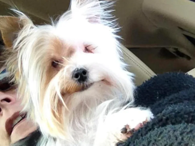 Emma Cusson's Yorkshire Terriers