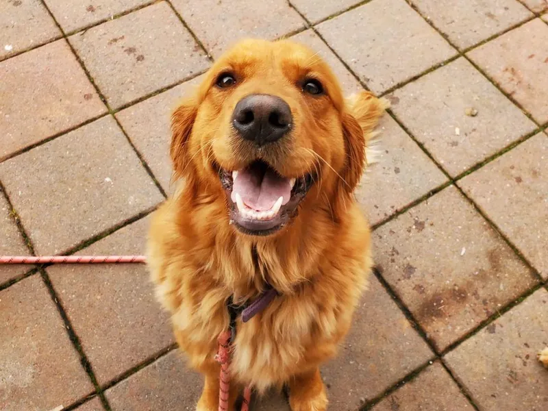 Emma's Golden Puppers