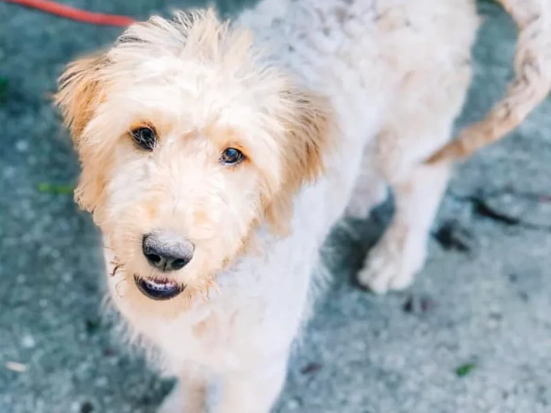 Emmie’s Doodle Pups photo 1