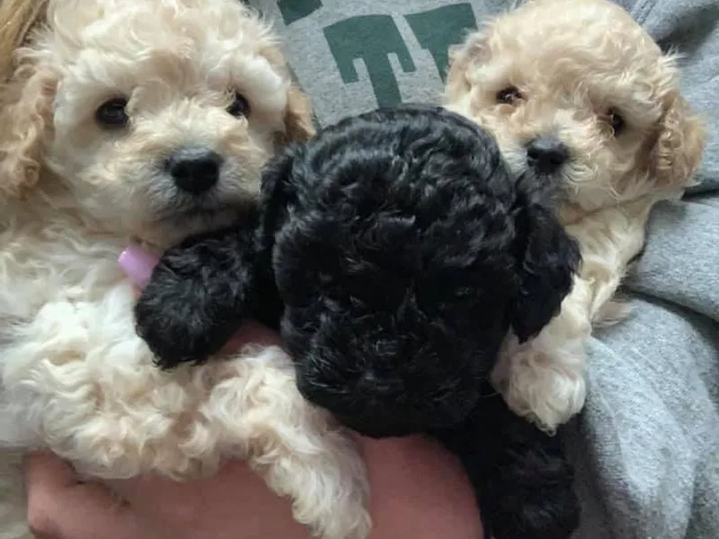 Emmino Poodles photo 1