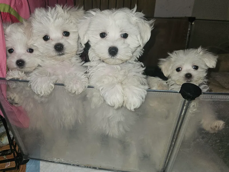 Emotional Amor Support