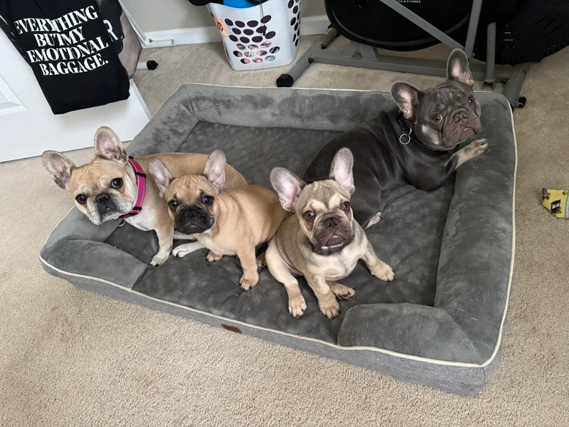 Emotional Support Babies