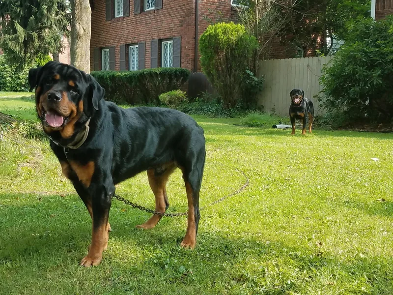 Emperor Rottweilers
