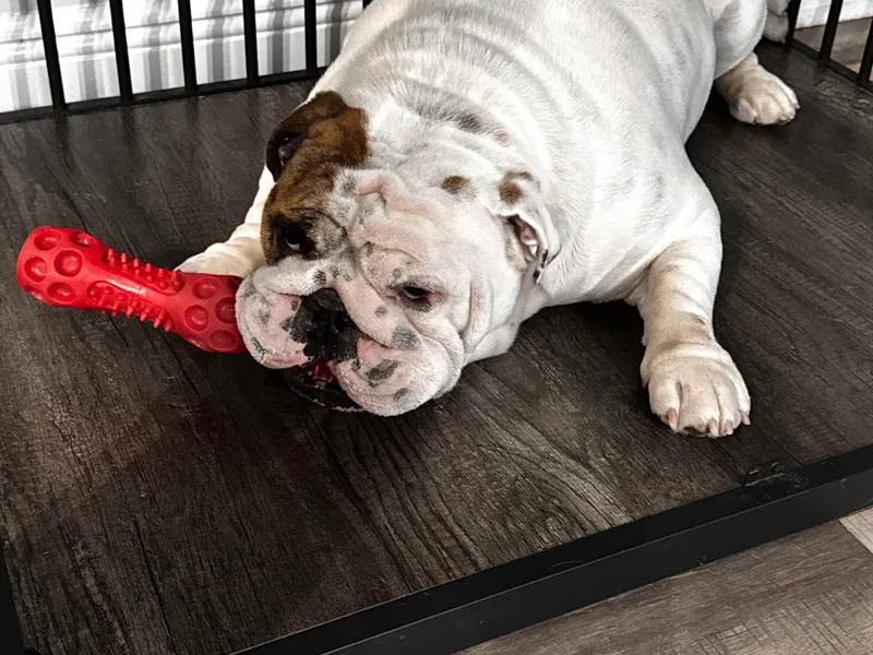 Empire Bulldogs