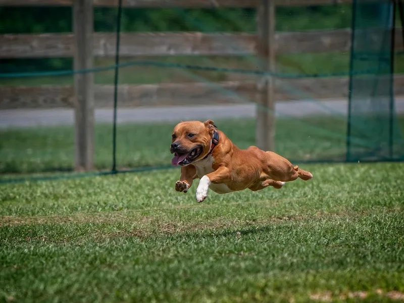 Empire Kennel Staffords