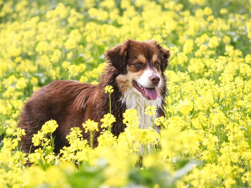 Empire Miniature American Shepherds