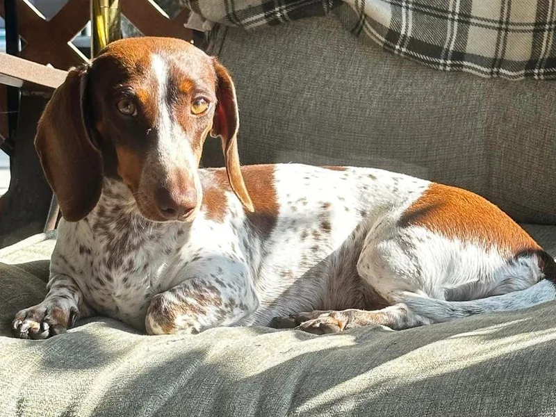 Empire's Dachshunds