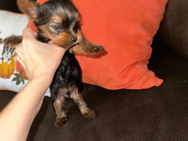 Empire Yorkies