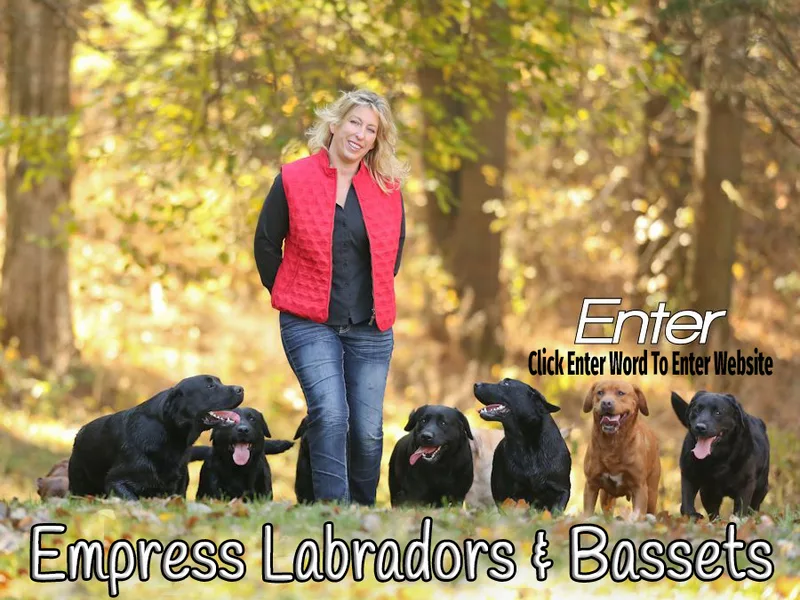Empress Labradors