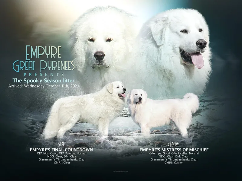 Empyre Great Pyrenees