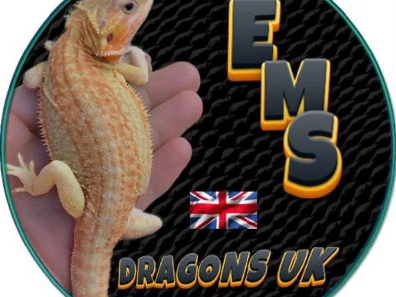 EMS DRAGONS UK photo 1