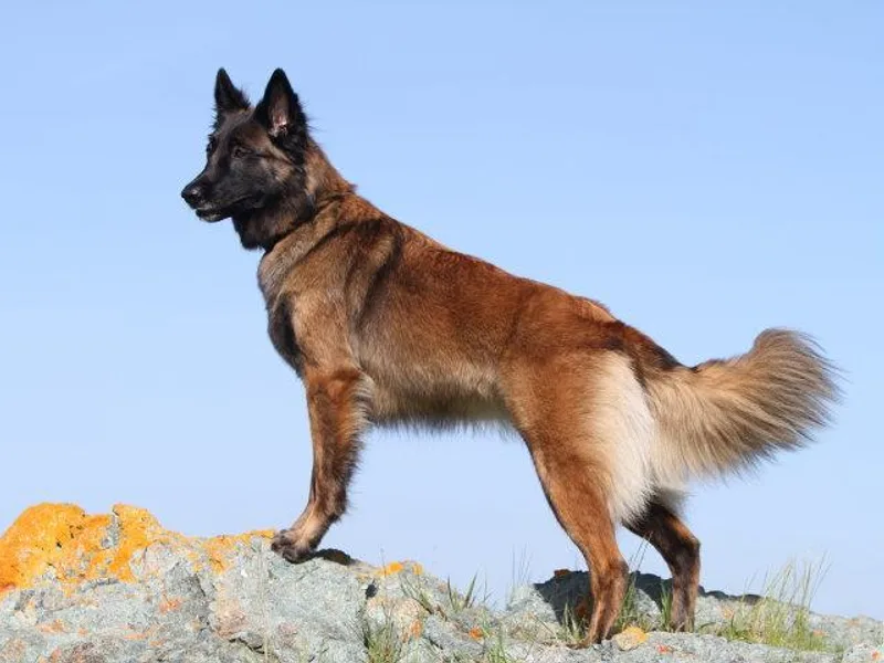 En Hommage Belgian Shepherds