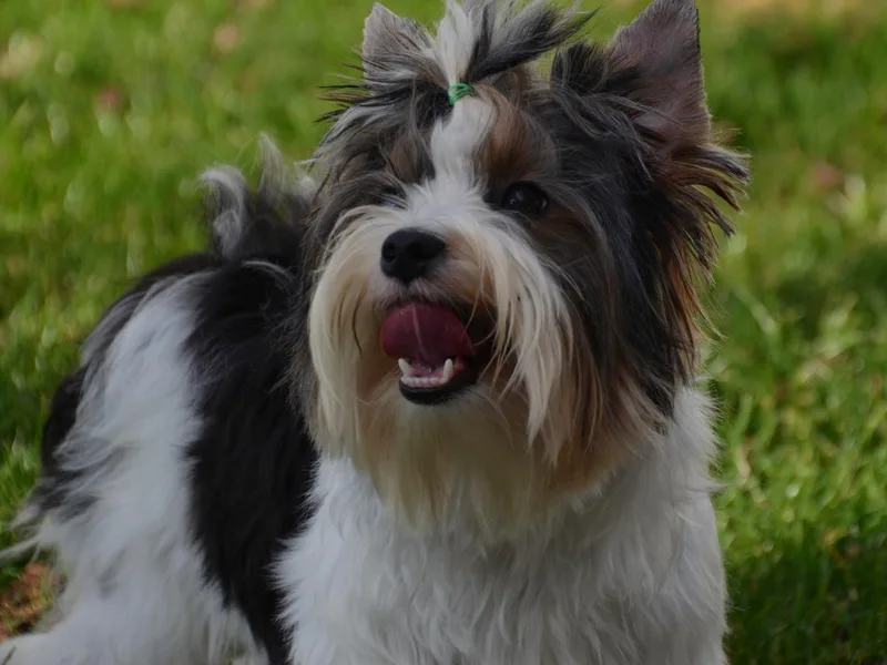 Enchanted Acres Yorkies