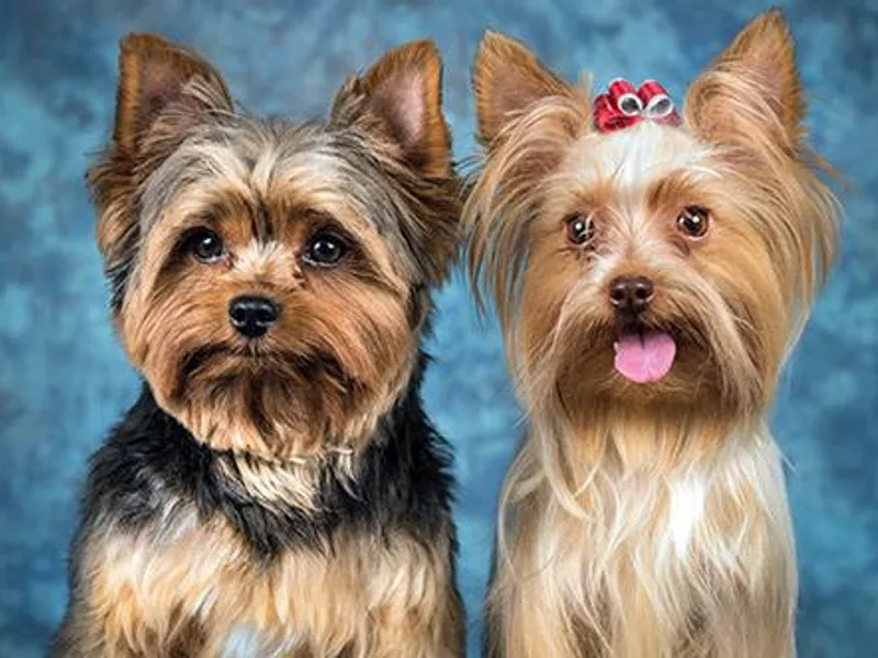 Enchanted by Yorkies.Com