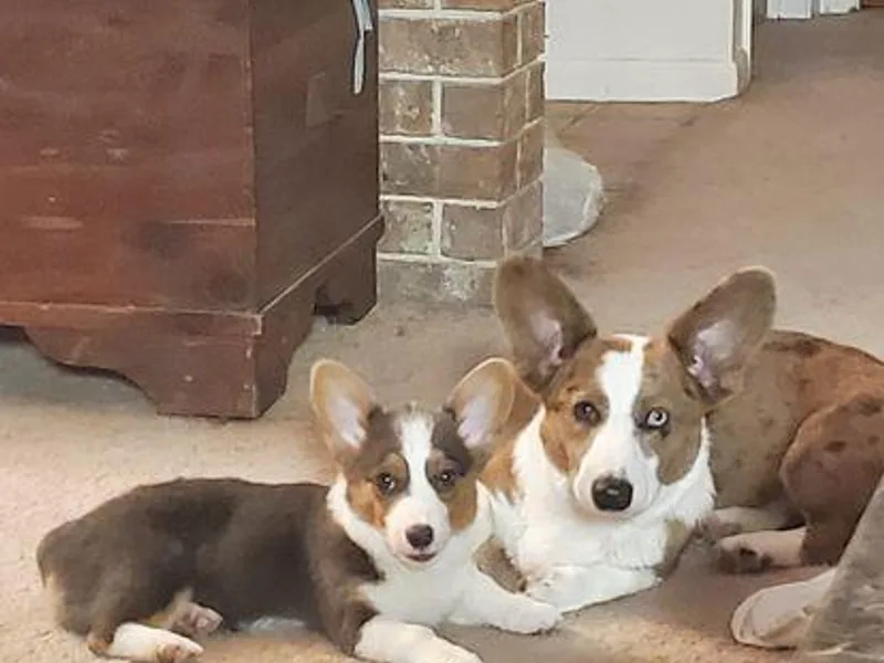 Enchanted Corgi Butts photo 1