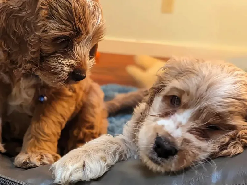 Enchanted Forest Cockapoos