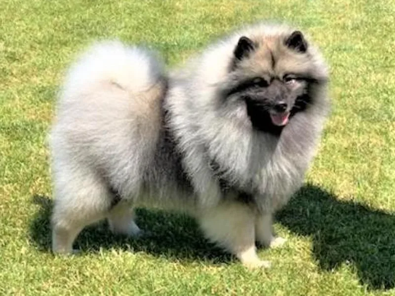 Enchanted Keeshond