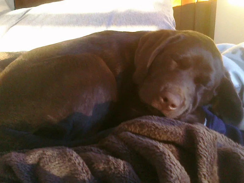 Enchanted Labradors &amp; Shelties