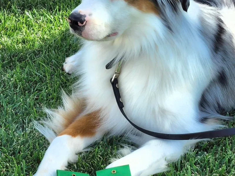 Enchanted Mesa Miniature American Shepherds