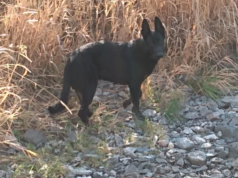 Enchanted River Shepherd's