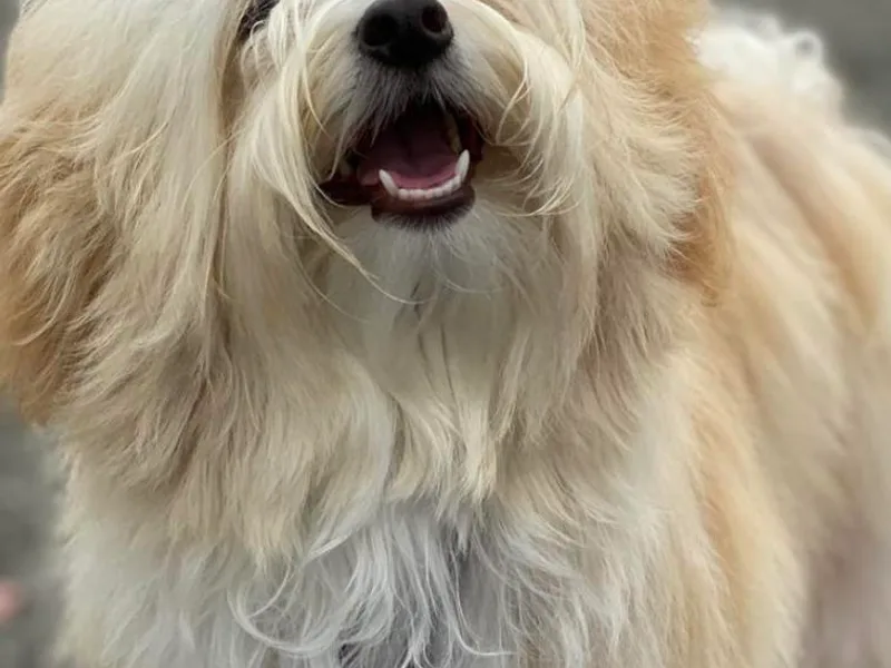 Enchanted Tails Havanese