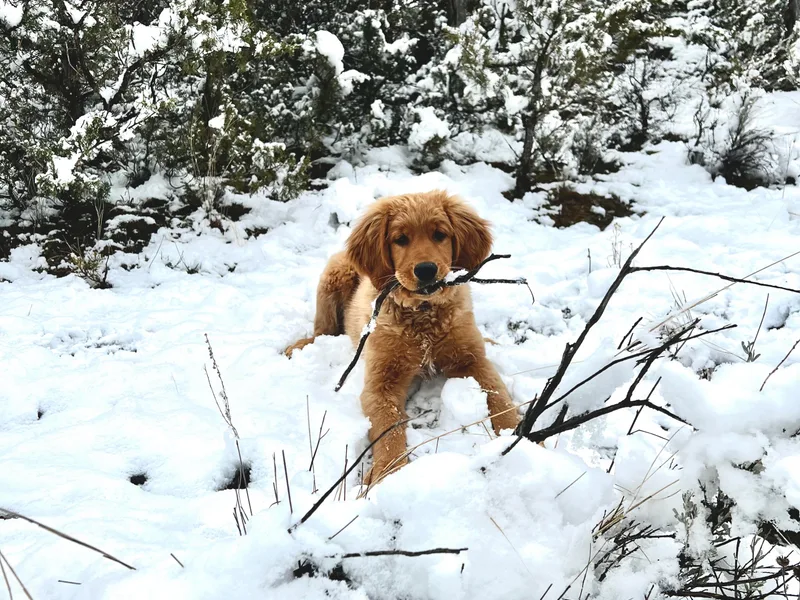 Enchanted Valley Paws