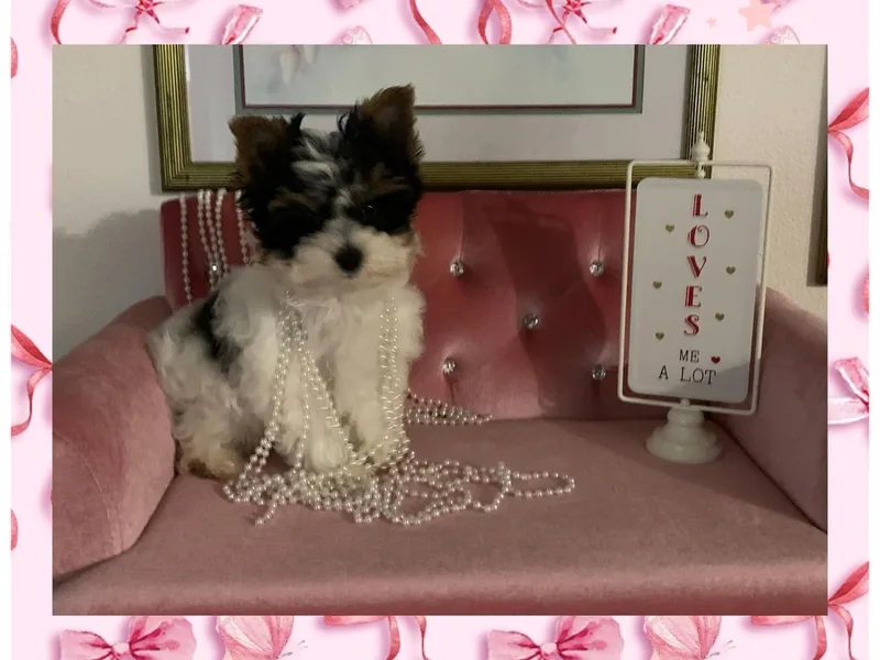 Enchanted Yorkies
