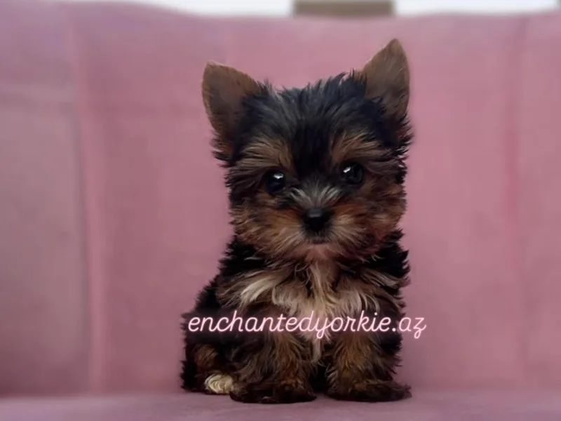 Enchanted Yorkies