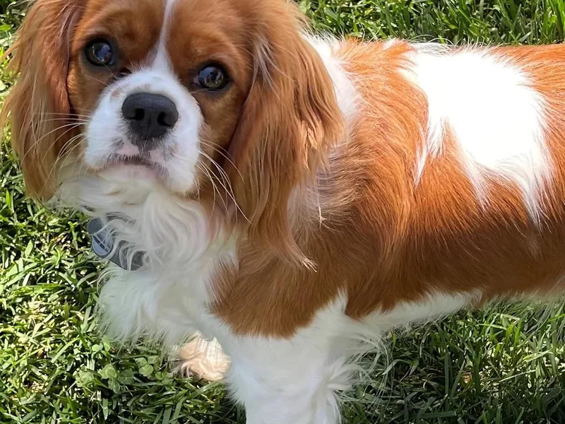 Enchanting Cavaliers