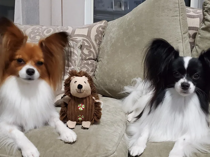 Enchanting Papillons